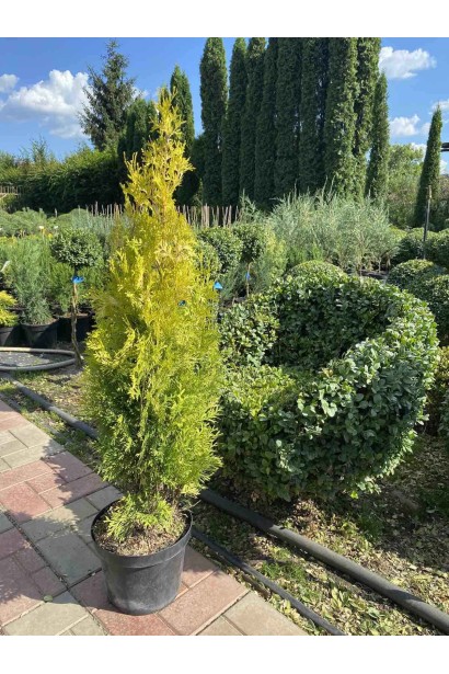 Туя західна Янтар 